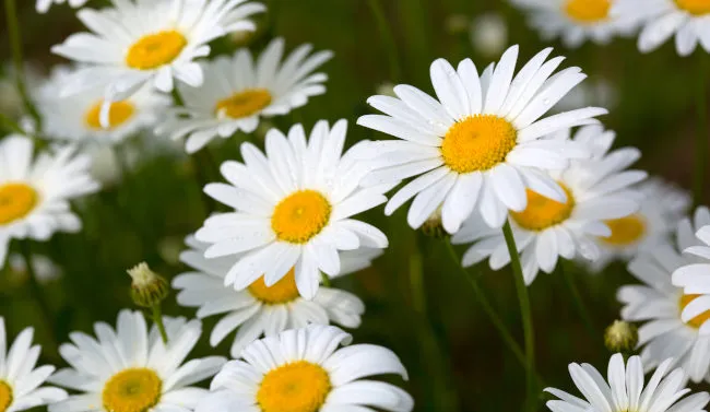 wildblumen fürs schlafzimmer geeignet
