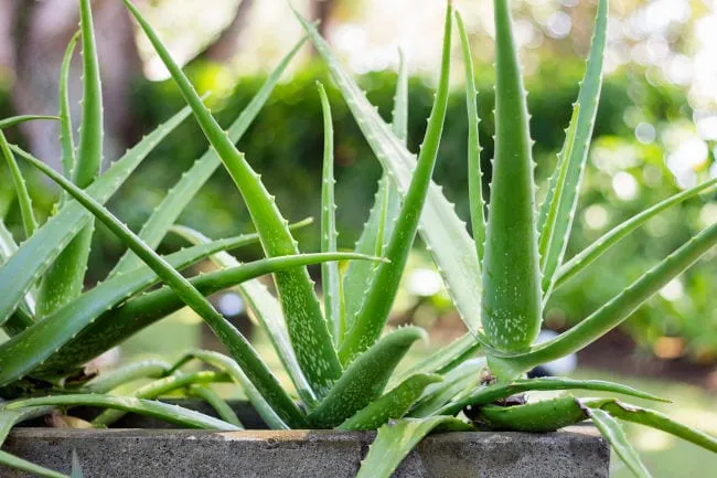 Aloe Vera Pflanze