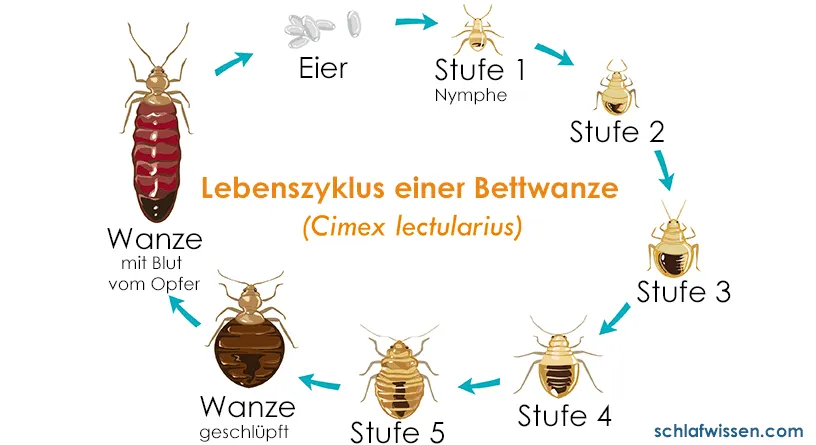 Bettzwanze Lebenszyklus