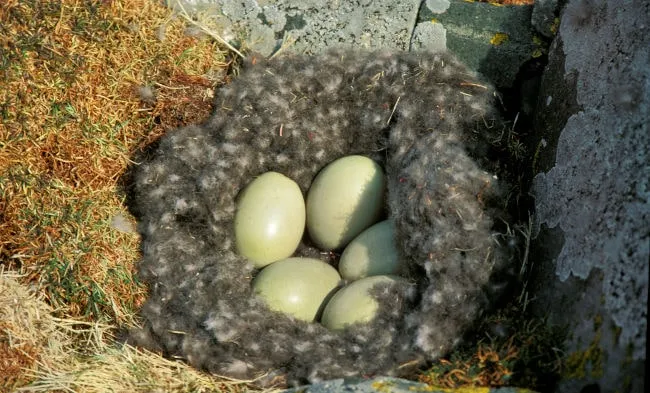 eiderdaunen nest