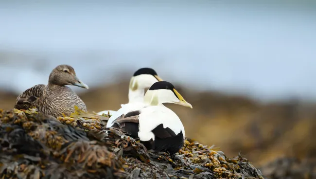 eiderdaune eiderente
