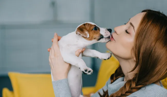 hunde im schlafzimmer