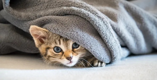 kuscheldecken in xxl testsieger