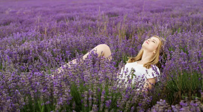 lavendel pflanze im schlafzimmer