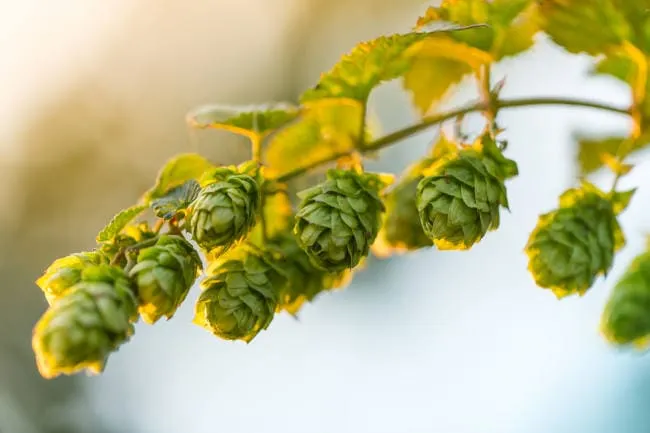 besserer schlaf hopfen