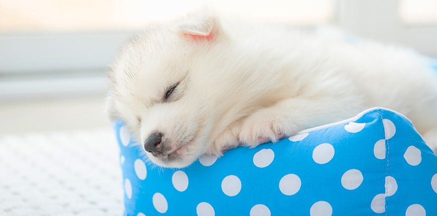 orthopädisches hundebett